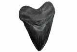 Serrated, Fossil Megalodon Tooth - South Carolina #380124-1